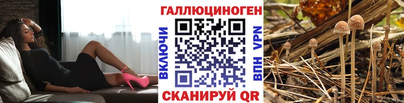 хочу Красный Холм Галлюциногенные грибы Psilocybe